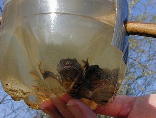 Great Crested Newt Surveys