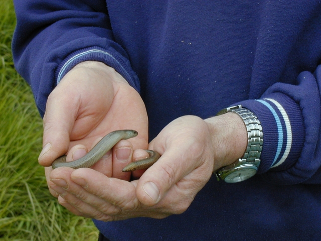 Reptile Surveys